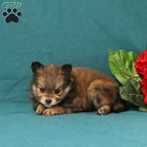 Ellie, Pomeranian Puppy